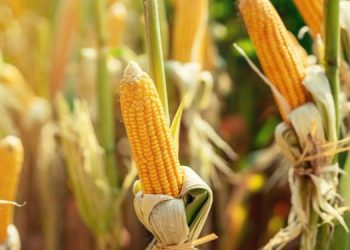 Brasil é destaque mundial na produção de milho