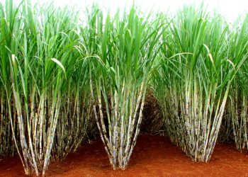 Cana-de-açúcar: Tecnologia e sustentabilidade beneficiam cidadãos e meio ambiente