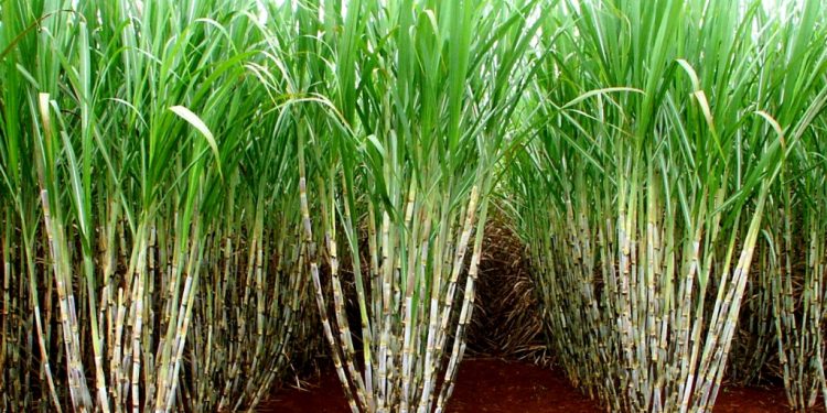 Cana-de-açúcar: Tecnologia e sustentabilidade beneficiam cidadãos e meio ambiente