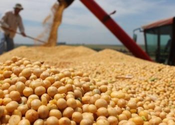 Ministério da Agricultura amplia janela para o plantio de soja