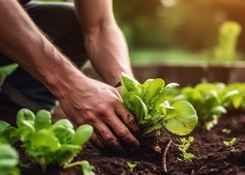 Desafios e inovações na agricultura global: Rumo a uma produção sustentável de alimentos