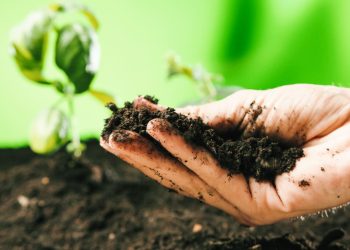 Líder mundial no uso de defensivos biológicos, Brasil precisa aprovar projeto de bioinsumos