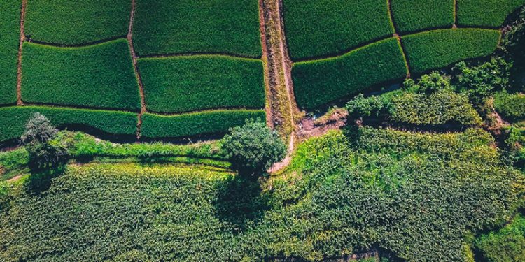 O que são os falsos-positivos do Prodes e como eles impactam o produtor rural?