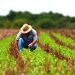 Endividamento avança no campo após juros altos, perdas climáticas e queda da renda