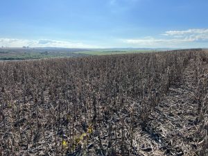 “Estamos fugindo da contratação”: o que tem levado o produtor a evitar Seguro Rural?