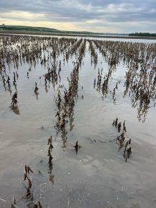 Lavoura de soja alagada