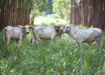 Mercado de carbono avança no país e pode gerar oportunidade para produtores