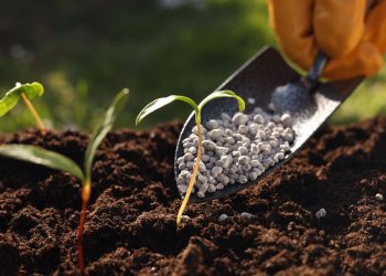 Fertilizantes