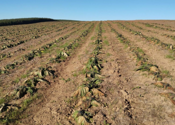 Entidades do agro pedem “senso de urgência” na implementação da MP das dívidas rurais