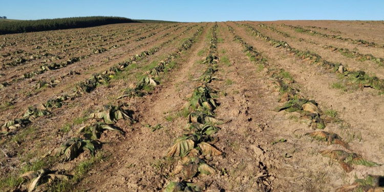 Entidades do agro pedem “senso de urgência” na implementação da MP das dívidas rurais