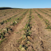 Entidades do agro pedem “senso de urgência” na implementação da MP das dívidas rurais