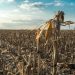Carta Aberta da Frente Parlamentar da Agropecuária